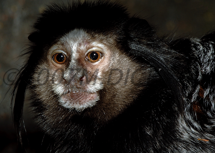 wied's tufted marmoset
