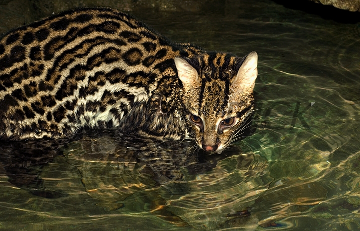 southern brazilian ocelot