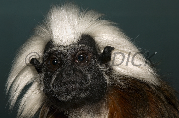 cotton top tamarin