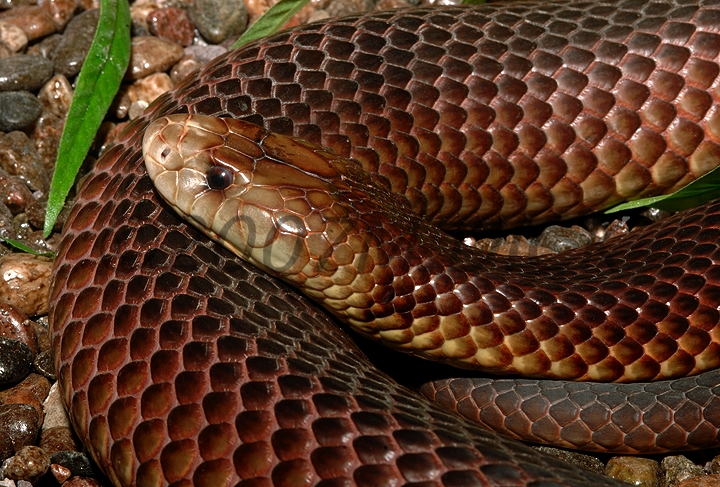 king brown snake