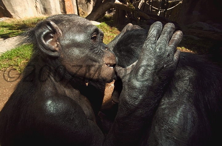 bonobo