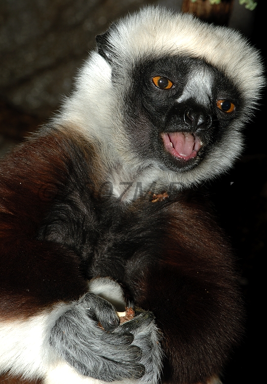 sifaka
